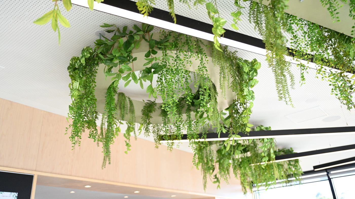 Hanging greenery above the dining room at Forestry Cafe